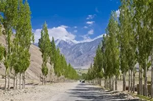 Country road with tree avenue, Wakhan Valley, Tajikistan, Central Asia, Asia