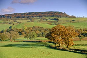 Autumnal Leaves Prints: Countryside in autumn in the Otter Valley, Devon, England, UK