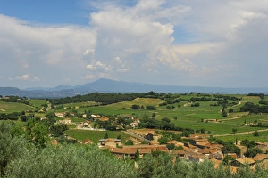 Vaucluse Prints: Countryside around Chateuneuf du Pape, Vaucluse, Provence Alpes Cote d Azur region