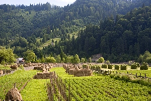 Bucovina Prints: Countryside, Frumosu, Bucovina, Romania, Europe