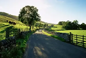 Lush Prints: Countryside in Langstrothdale, Yorkshire Dales National Park, Yorkshire