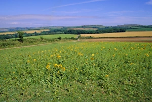 Farm Stead Prints: Countryside near Abbotsbury, Dorset, England, UK