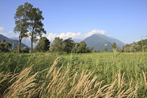 Images Dated 19th July 2008: Countryside near Colico, Lombardy, Italy, Europe