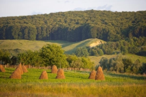 Bucovina Prints: Countryside near Guru Humorului, Bucovina, Romania, Europe