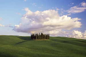 Montalcino Prints: Countryside near Montalcino