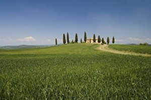 Siena Prints: Countryside near Pienza
