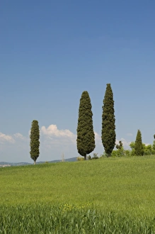 Countryside near Pienza