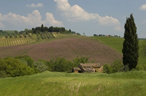 Countryside near Pienza