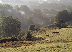 Poitou Charentes Prints: Countryside near Poitiers, Poitou Charentes, France, Europe