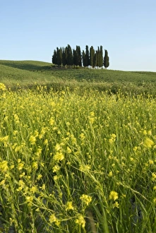 Siena Prints: Countryside in Val d Orcia
