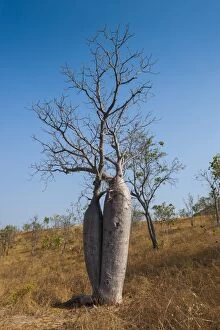 Couple baobab tree above the Grotto Gorge near Wyndham, Western Australia, Australia, Pacific