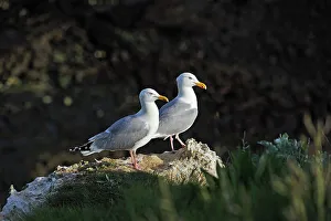 Etretat Prints: Couple of Great black-backed gulls in the cliffs of Etretat