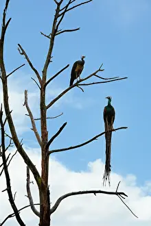 Feathers Prints: Couple of Indian Peafowl perched on a dead tree in Sri Lanka during bright daylight