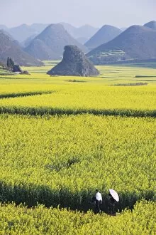 A couple walking through fields of rapeseed flowers in bloom in Luoping