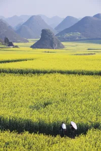 Images Dated 16th February 2009: A couple walking through fields of rapeseed flowers in bloom in Luoping