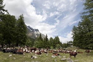 Farm Land Prints: Courmayeur, Mont Blanc, Val Ferret, Aosta Valley, Italy, Europe