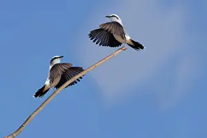 Courtship Prints: Courtship display of a couple of Masked Water-Tyrant (Fluvicola nengeta)