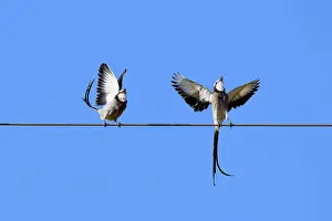Courtship Prints: Courtship display of a couple of Streamer-tailed Tyrant (Gubernetes yetapa)