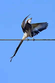 Courtship Prints: Courtship display of Streamer-tailed Tyrant (Gubernetes yetapa)