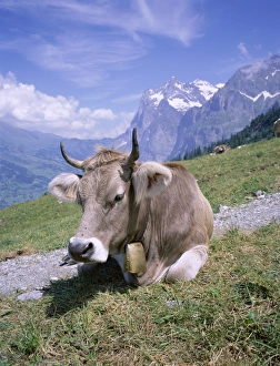 Grindelwald Prints: Cow at Alpiglen