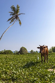 Crane Prints: Cow and crane, who share a simbiotic relationship, Talpe, Sri Lanka, Asia