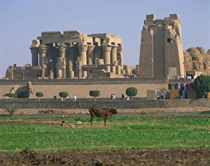 Kom Ombo Prints: Cow in field in front of the ruins of the temple at Kom Ombo, Egypt, North Africa, Africa