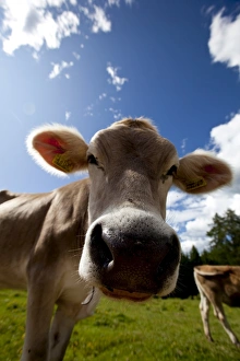 Images Dated 25th July 2009: Cow grazing, Dolomites, Bolzano province, South Tyrol, Italy, Europe