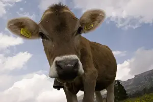 Farm Animal Prints: Cow grazing, Dolomites, South Tyrol, Italy, Europe