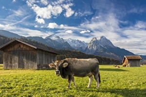 Barn Prints: Cow in the green pastures framed by the high peaks of the Alps, Garmisch Partenkirchen