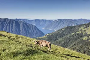 Lake Como Prints: Cow in the green pastures with Lake Como and peaks in the background Gravedona
