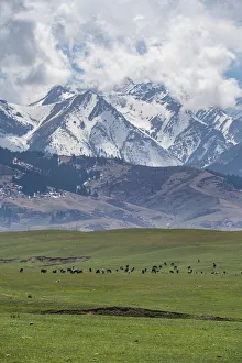 Kazakhstan Prints: Cow herd in front of the Kolsay Lakes National Park