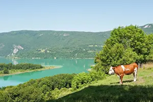 Pastoral Prints: Cow in meadow above the natural Lake of Aiguebelette