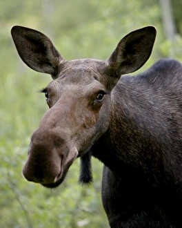 Cow moose (Alces alces), Glacier National Park, Montana, United States of America