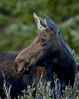 Moose Prints: Cow moose (Alces alces), Roosevelt National Forest, Colorado, United States of America