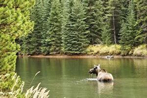 Images Dated 2nd October 2009: Cow moose feeding in Moose Lake, Jasper National Park, UNESCO World Heritage Site