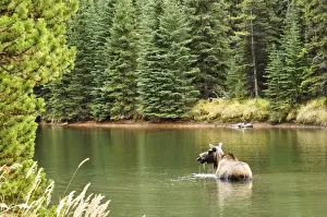 Moose Prints: Cow moose feeding in Moose Lake, Jasper National Park, UNESCO World Heritage Site