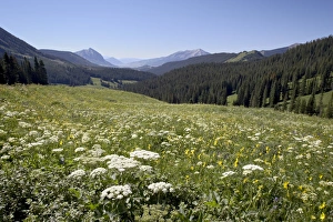 Sun Flower Prints: Cow parsnip