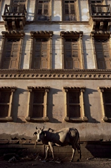 Cow in street of Manoui