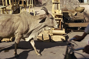 Bullock Prints: Cow wandering the streets