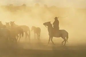 Dust Prints: Cowboy on horse with whip herding wild and semi-wild Yilki horses at sunset