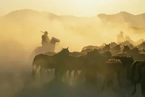 Horsemanship Prints: Cowboy on horse with whip herding wild and semi-wild Yilki horses at sunset