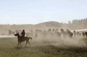Dust Gallery: Cowboy pushing herd at Bison Roundup, Custer State Park, Black Hills, South Dakota