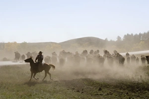 Images Dated 1st October 2007: Cowboy pushing herd at Bison Roundup, Custer State Park, Black Hills, South Dakota