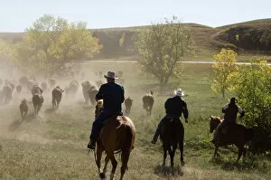 Toiling Collection: Cowboys pushing herd at Bison Roundup, Custer State Park, Black Hills, South Dakota