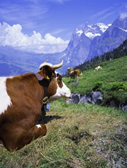 Trave Prints: Cows at Alpiglen