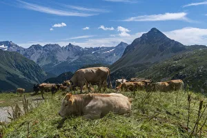 Engadine Prints: Cows on the Bernina mountains, St. Moritz, Engadine, Graubunden, Switzerland, Europe