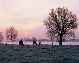 Cows in the early morning in a misty landscape by a river in Holland