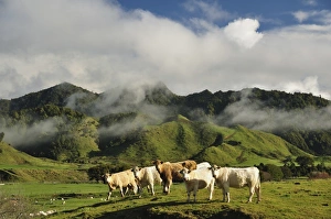 Farm Animal Prints: Cows and farmland, near Matawai, Gisborne, North Island, New Zealand, Pacific