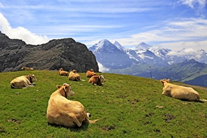 Grindelwald Prints: Cows at Faulhorn, Grindelwald, Bernese Oberland, Switzerland, Europe