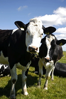 Northern Europe Prints: Cows in a field, South Jutland, Denmark, Scandinavia, Europe